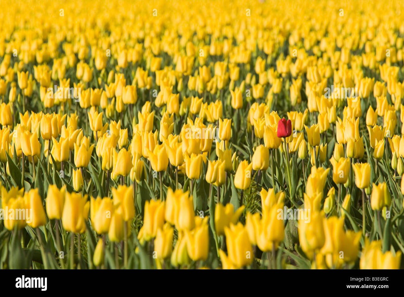 Rote Tulpe in gelbe Tulpen Stockfoto