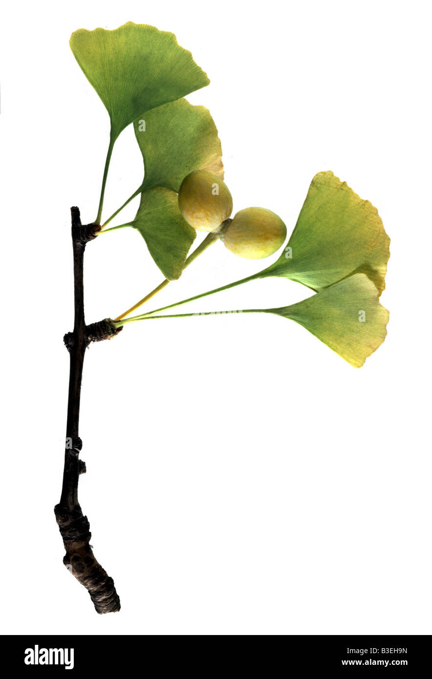 Botanik, Ginkgo, (Ginkgo Biloba), Blätter und Früchte am Zweig, Studio
