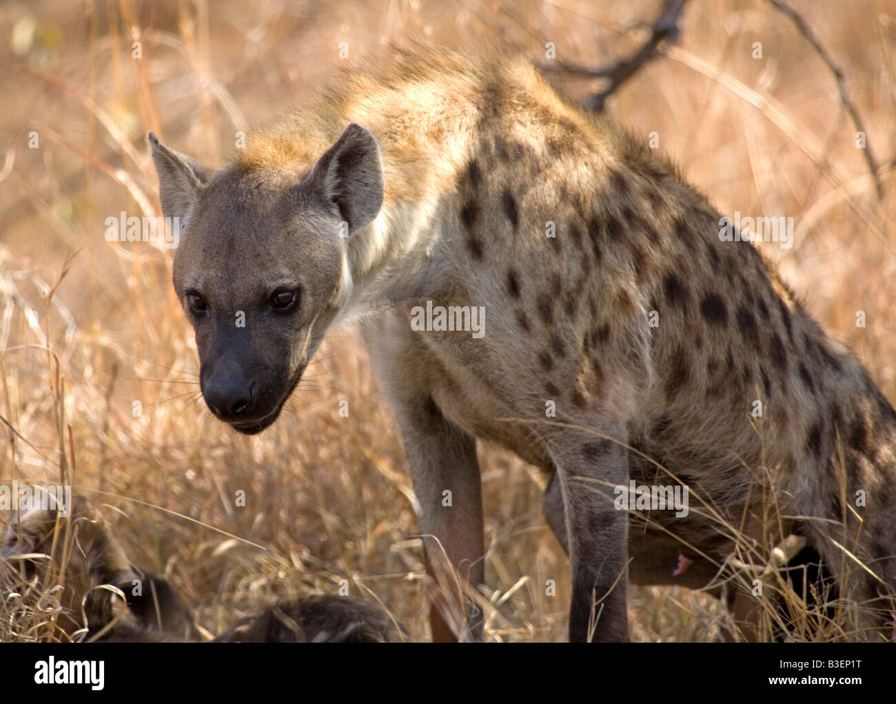 Frauen lachen Hyäne oder gefleckte Hyänen (Crocuta Crocuta) im Krügerpark in Südafrika. Stockfoto