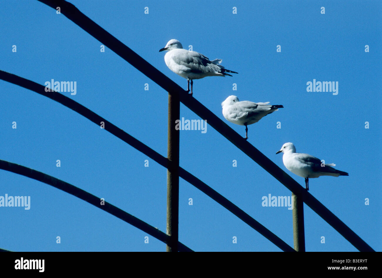 Tierwelt, Möwen, Hintergründe, Hartlaub-Möwe, Larus hartlaubii, drei Vögel auf Schiffen sitzend Geländer, Silhouette vor blauem Himmel, Skyline Stockfoto