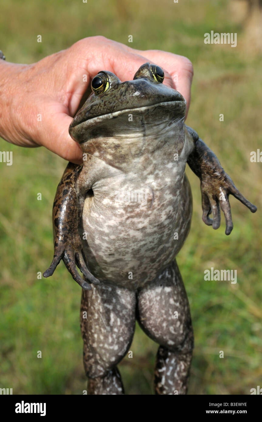 Amerikanischer Ochsenfrosch (Rana Catesbeiana), Unterseite des weiblichen Stockfoto