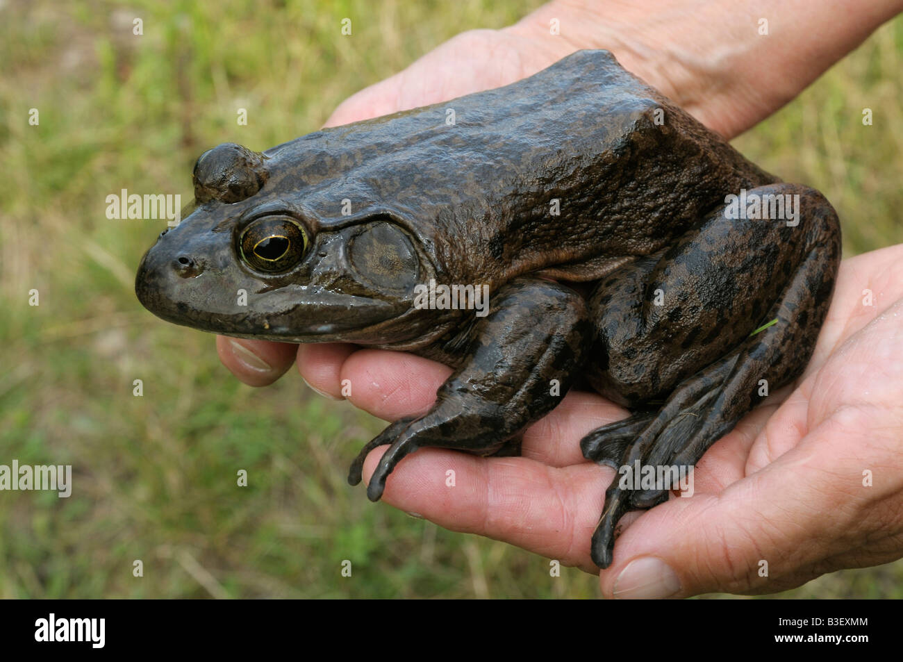 Amerikanischer Ochsenfrosch (Rana Catesbeiana), erwachsenes Weibchen in Händen gehalten Stockfoto