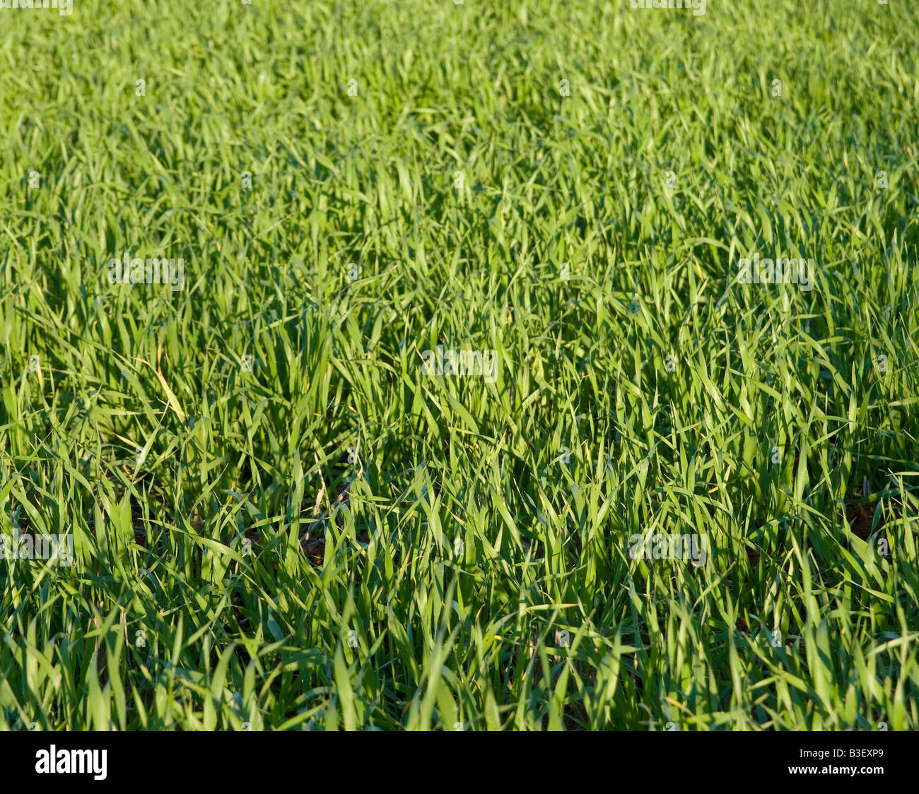 Green Grass Stockfotos und -bilder Kaufen - Alamy