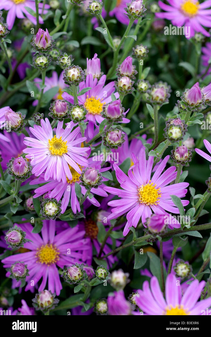 Astern sorten Fotos und Bildmaterial in hoher Auflösung Alamy