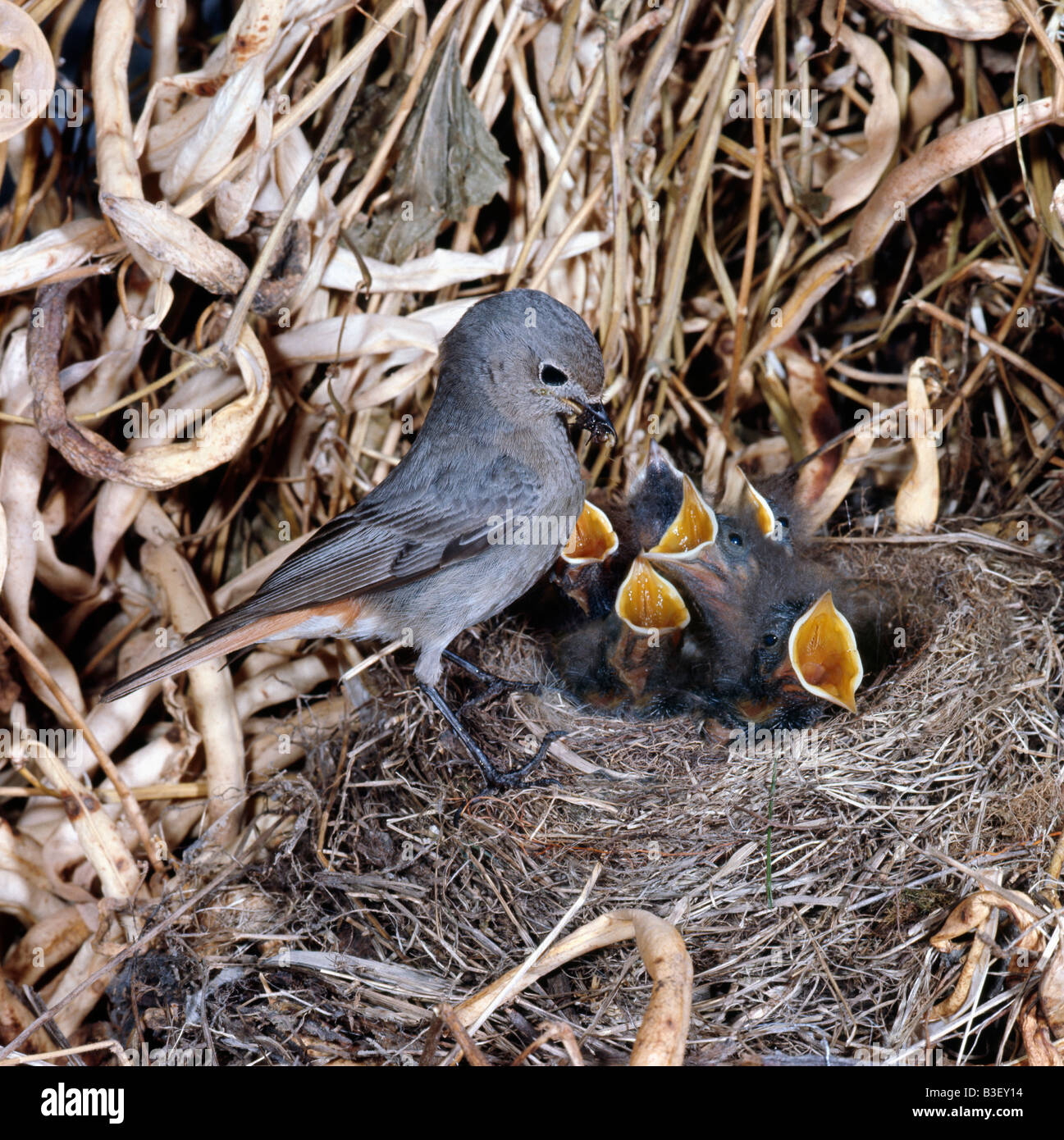 Rouge Queue Noir Hausrotschwanz Black Redstart Phoenicurus Ochruros weibliche am nest Afrika Afrika Tiere Aves Vögel Estrildidae Stockfoto