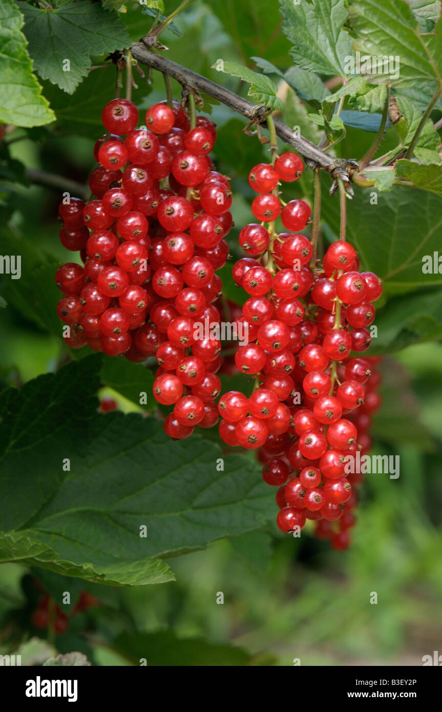 Johannisbeeren, rote Johannisbeere (Ribes Rubrum), reifen Beeren auf den Busch Stockfoto