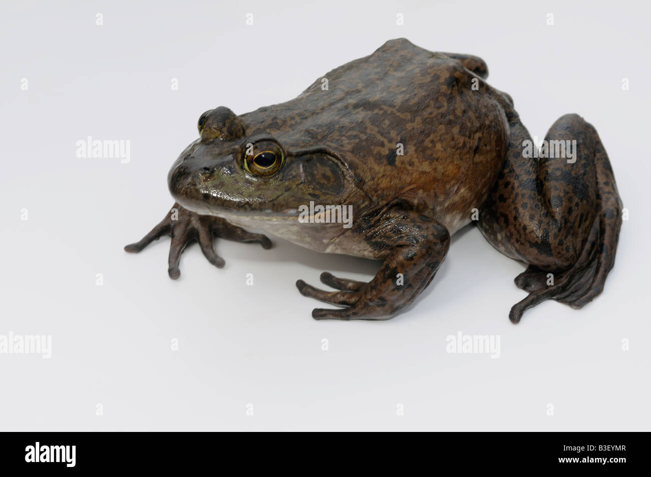 Amerikanischer Ochsenfrosch (Rana Catesbeiana), erwachsenes Weibchen, Studio Bild Stockfoto
