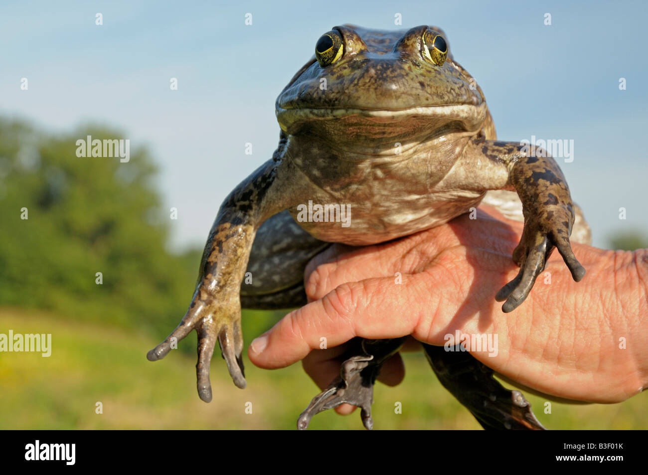 Amerikanischer Ochsenfrosch (Rana Catesbeiana), Erwachsener in der hand gehalten Stockfoto