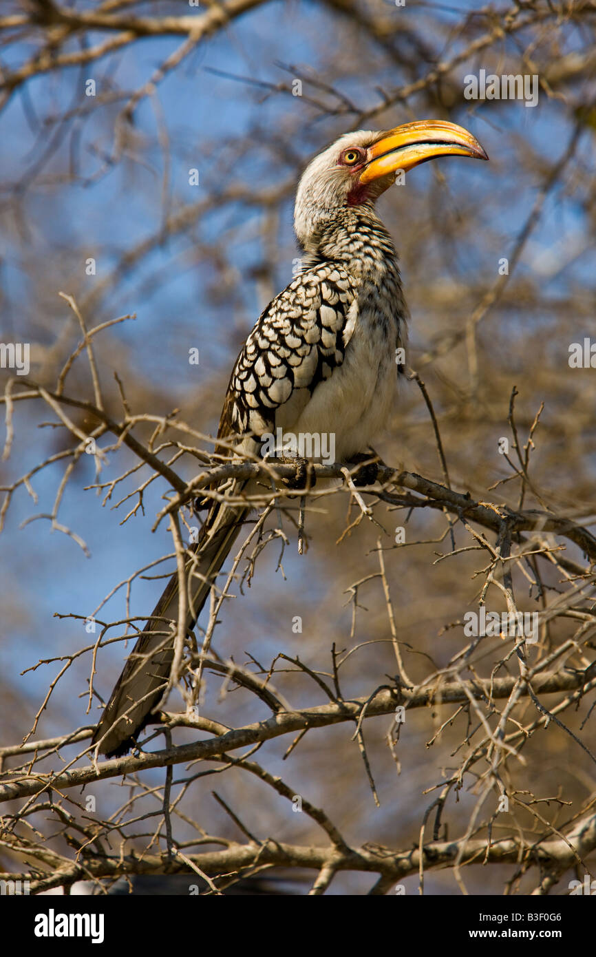 südlichen gelb-billed Hornbill (Tockus Leucomelas) Stockfoto