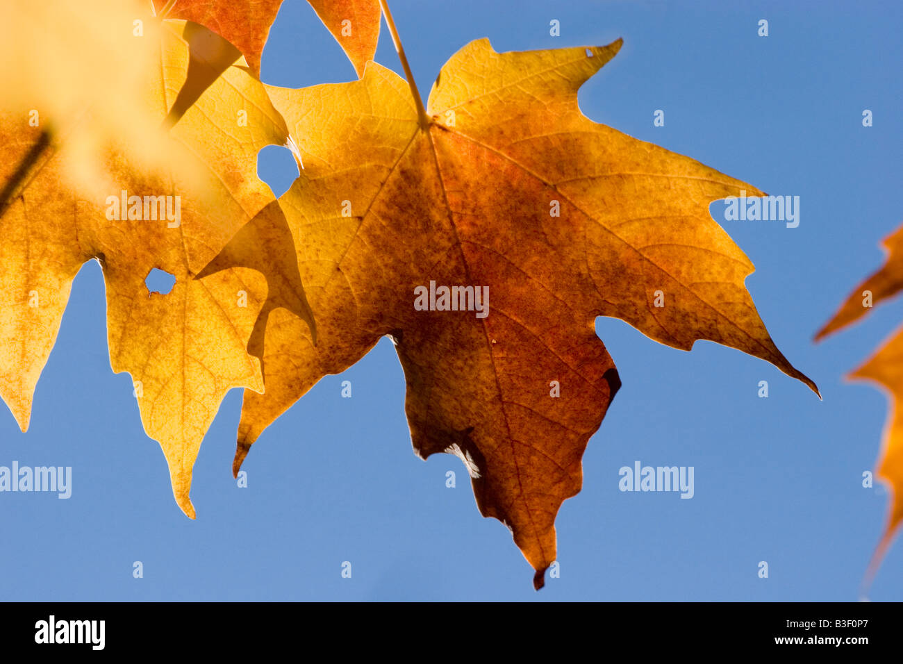 Herbstliche Ahornblätter gegen blauen Himmel England, UK Stockfoto