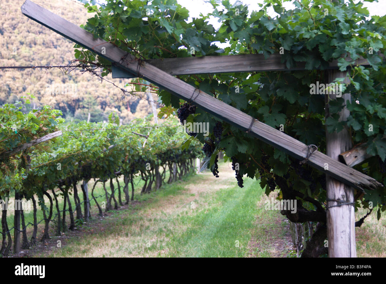 Rot Wein Anbau im Sarca Tal Trentino Italien Stockfoto