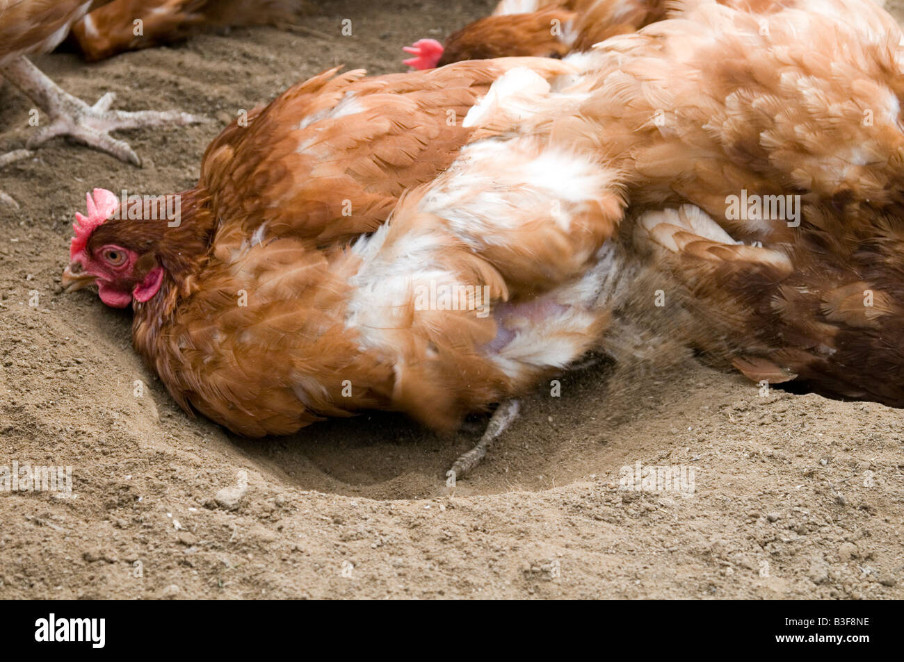 Freerange Huhn Hühner Hühner Geflügel Freilandhaltung Hühnereier Landwirtschaft Bauer Bauernhof Vogel Vögel Essen Produktion Schuppen Peck picken scr Stockfoto