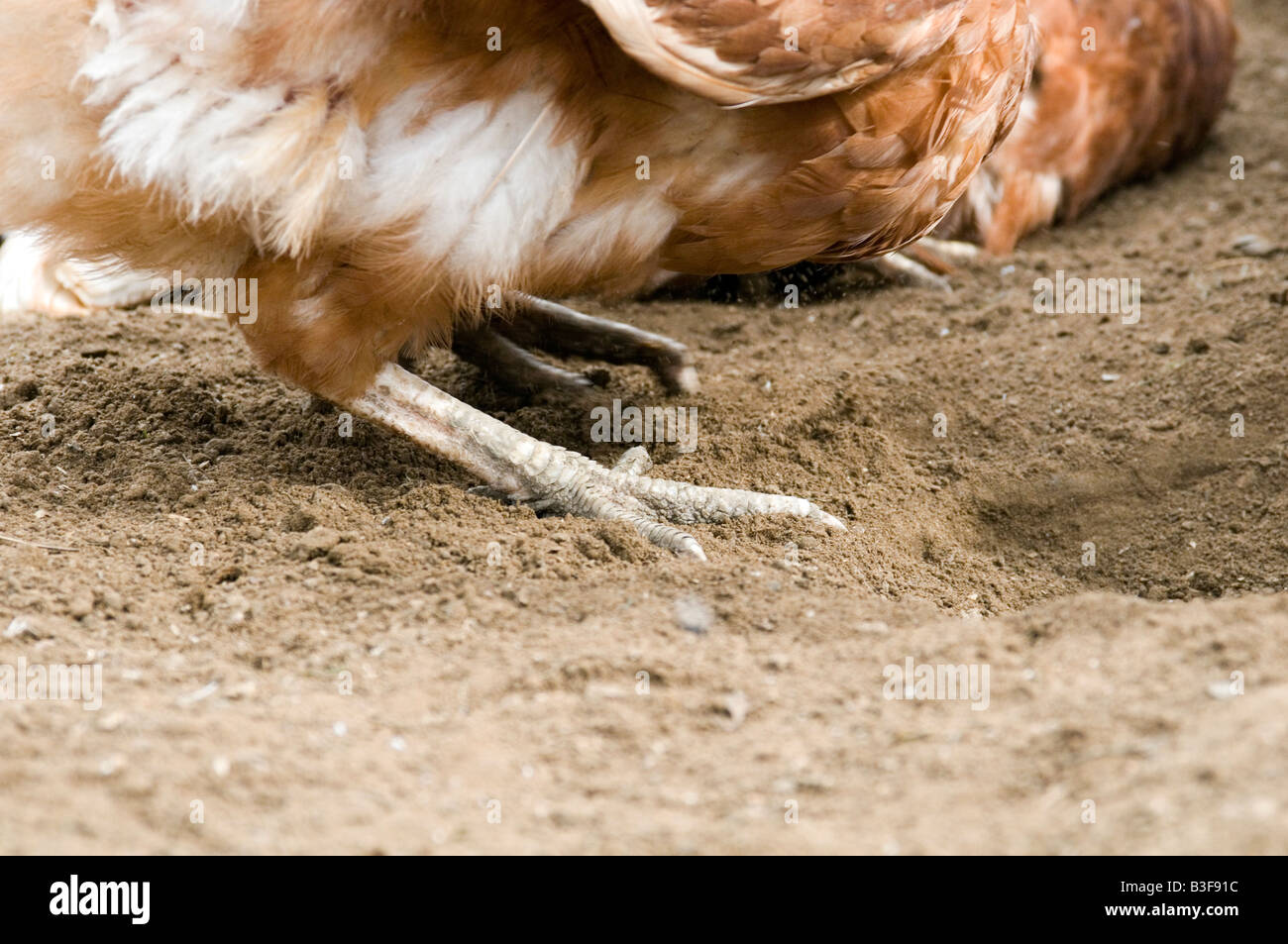 Freerange Huhn Hühner Hühner Geflügel Freilandhaltung Hühnereier Landwirtschaft Bauer Bauernhof Vogel Vögel Essen Produktion Schuppen Peck picken scr Stockfoto