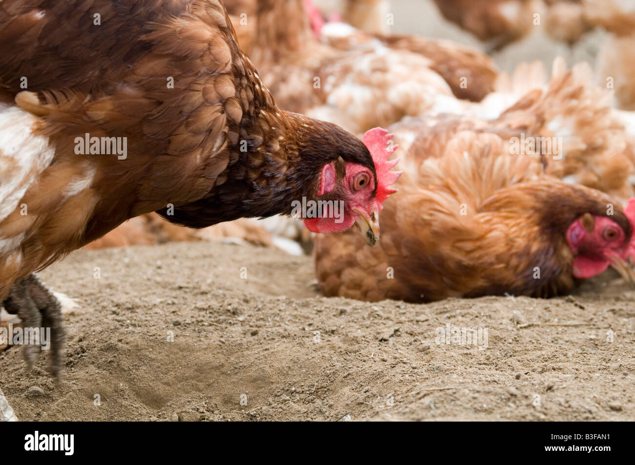 Freerange Huhn Hühner Hühner Geflügel Freilandhaltung Hühnereier Landwirtschaft Bauer Bauernhof Vogel Vögel Essen Produktion Schuppen Peck picken scr Stockfoto
