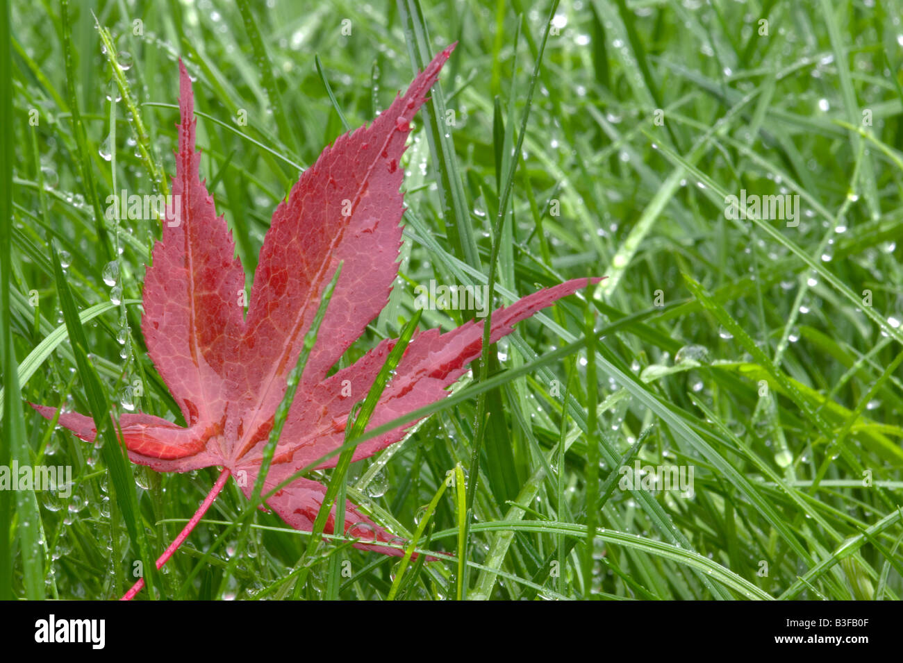 Roter japanischer Ahornblatt in nassem Rasen Stockfoto