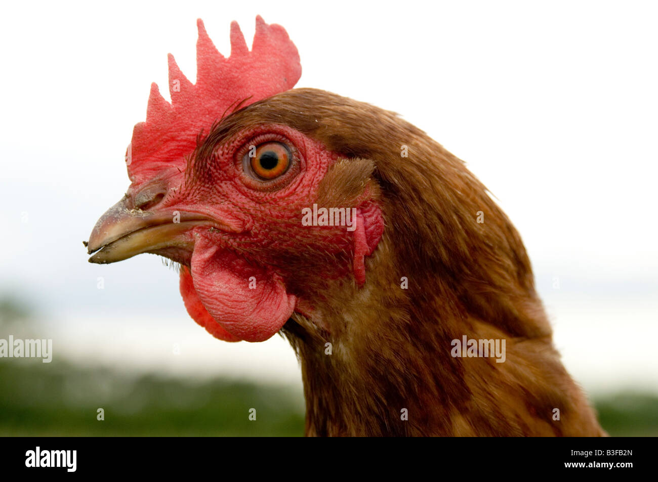 Freerange Huhn Hühner Hühner Geflügel Freilandhaltung Hühnereier Landwirtschaft Bauer Bauernhof