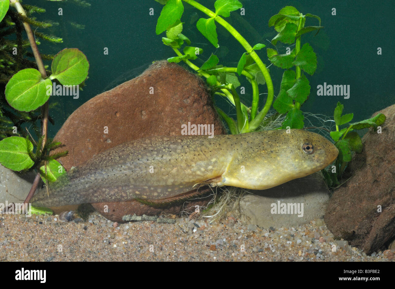 Amerikanischer Ochsenfrosch (Rana Catesbeiana), Kaulquappe Stockfoto