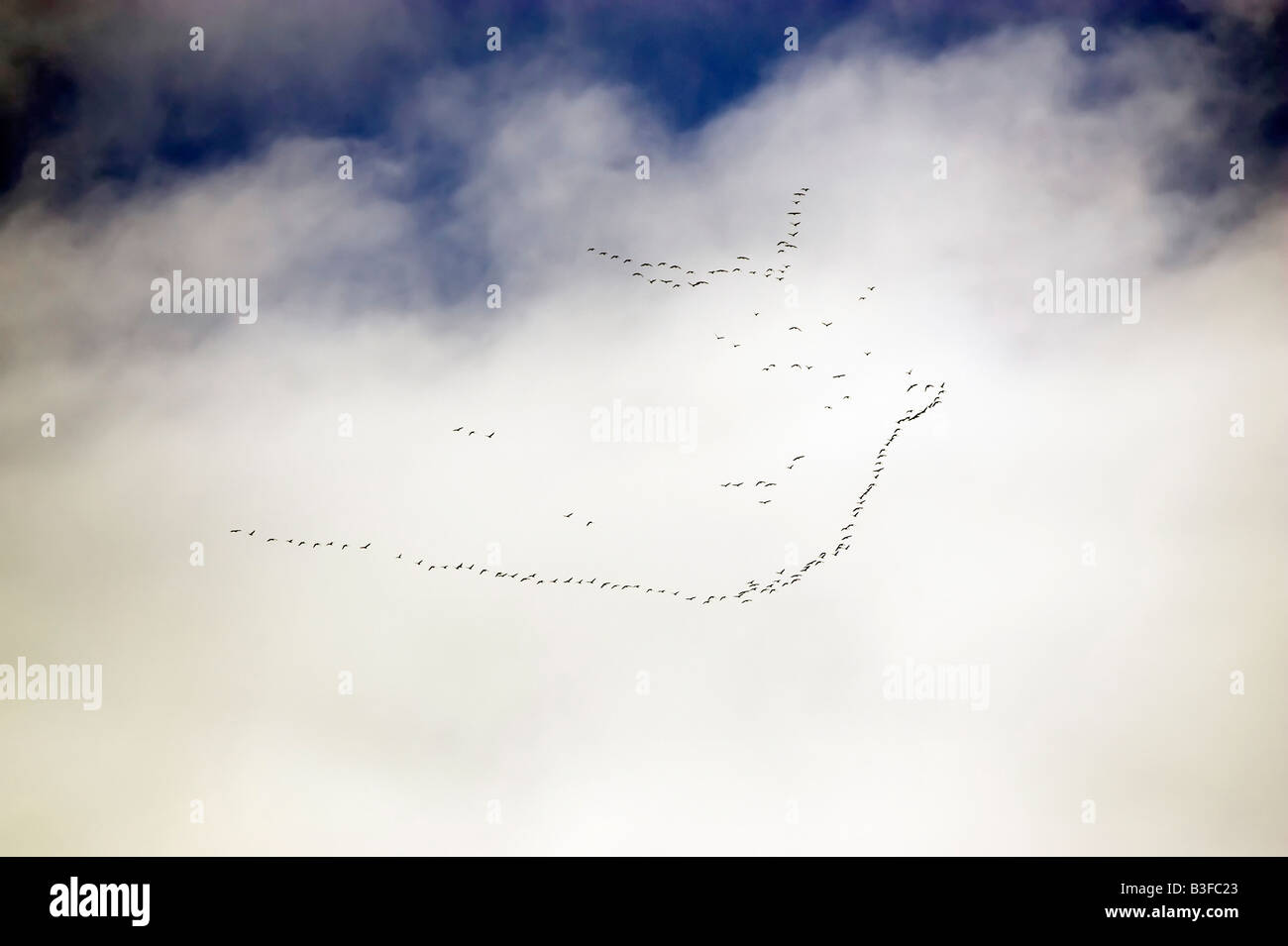 Vögel fliegen in V-formation Stockfoto