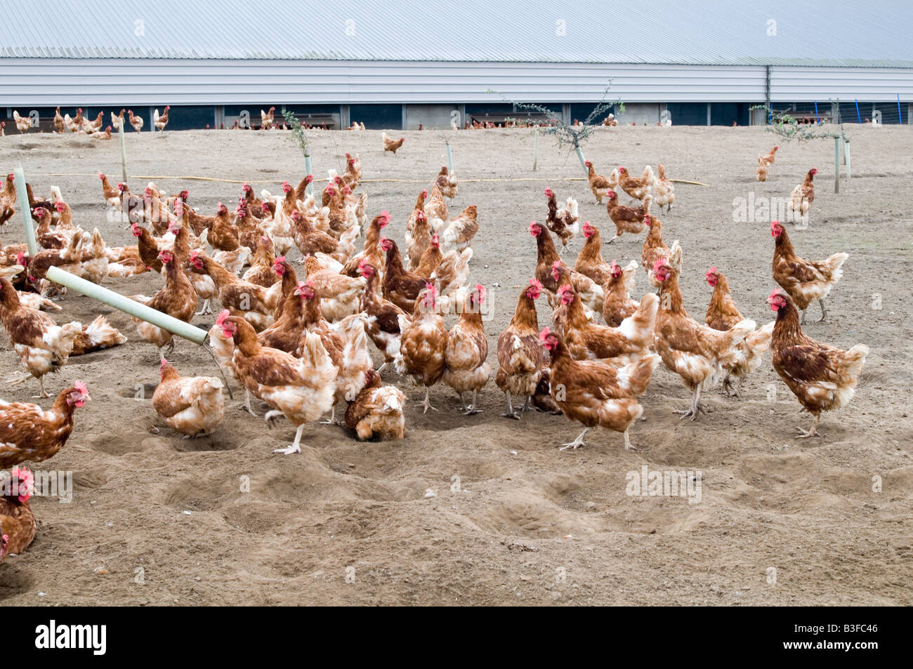 Freerange Huhn Hühner Hühner Geflügel Freilandhaltung Hühnereier Landwirtschaft Bauer Bauernhof Vogel Vögel Essen Produktion Schuppen Peck picken scr Stockfoto