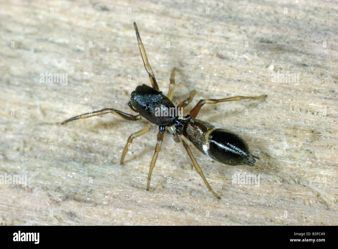 Diese springen Spinne (Myrmarachne Formicarien) imitiert eine Ameise Stockfoto