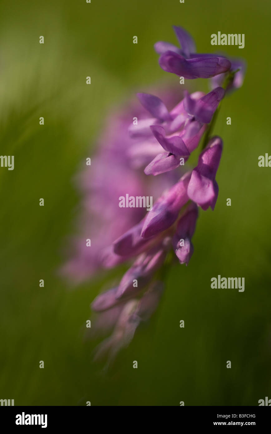 Blume des Vicia Tenuifolia Roth Stockfoto
