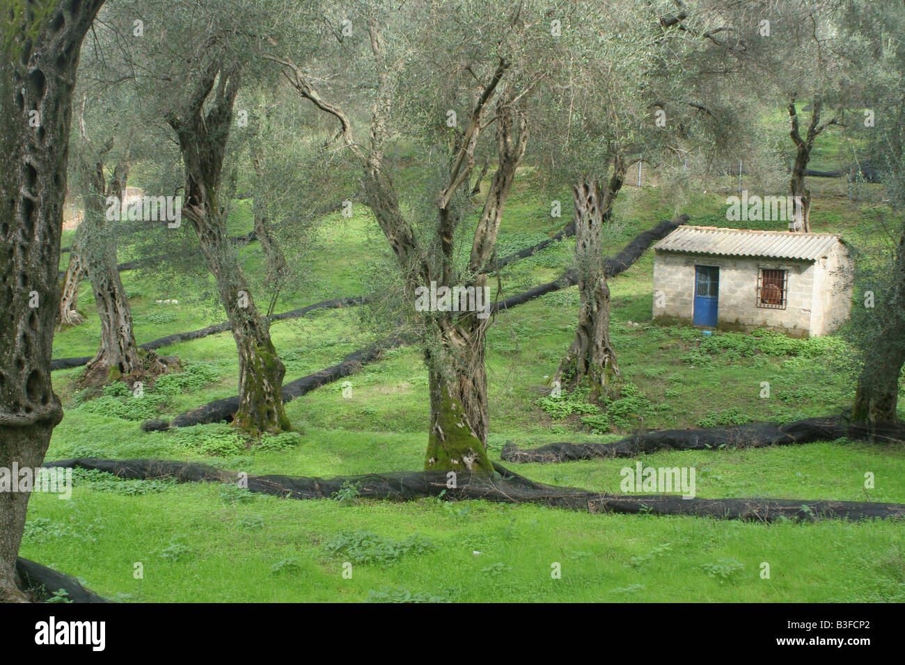 Israel Nitzana Region Olivenhain Stockfoto