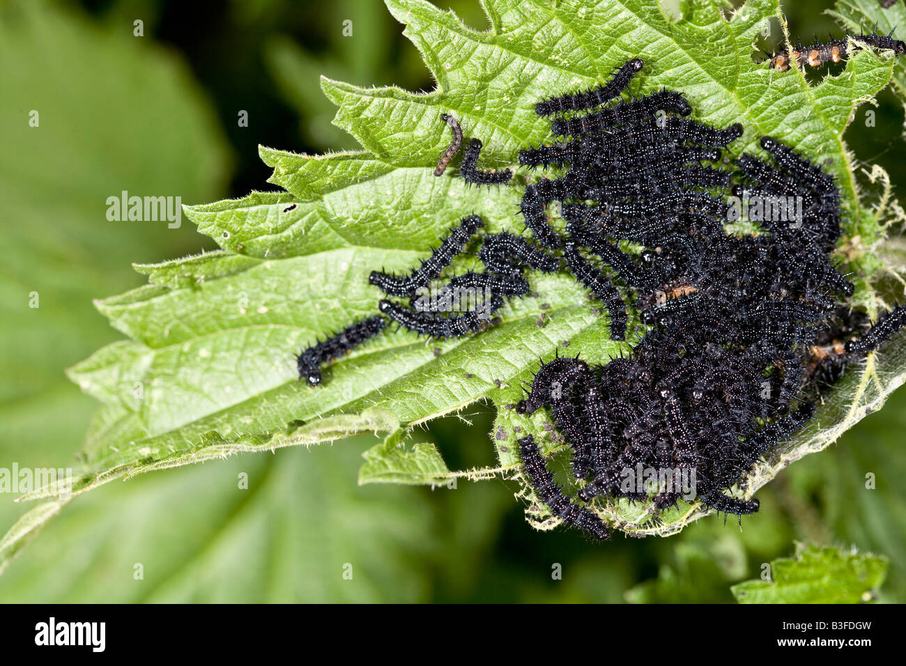 Raupe des kleinen Schildpatt Schmetterling ernähren sich von Brennnesseln Stockfoto