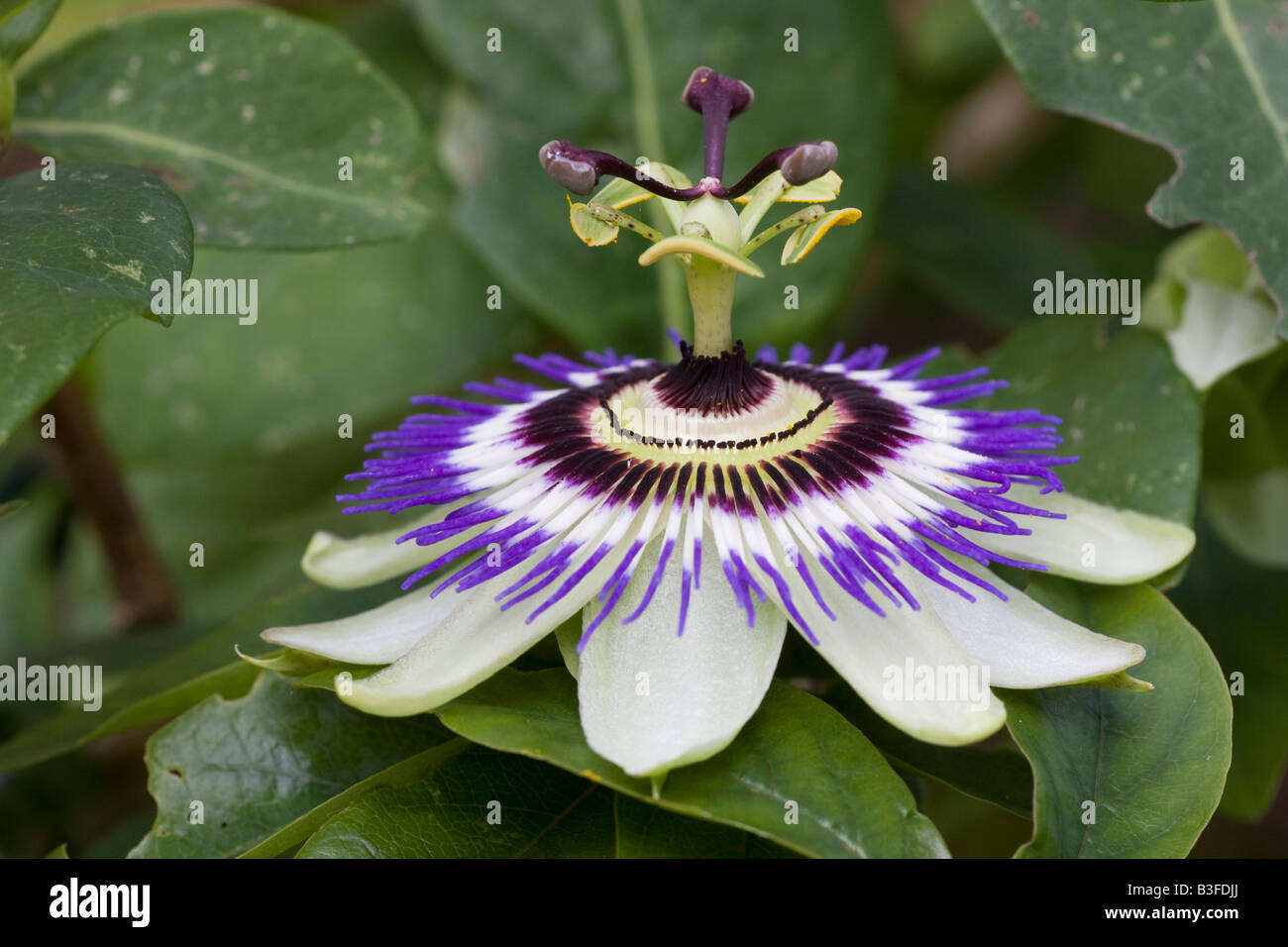 Die Blume der eine blaue Leidenschaft Blume Passiflora caerulea Stockfoto