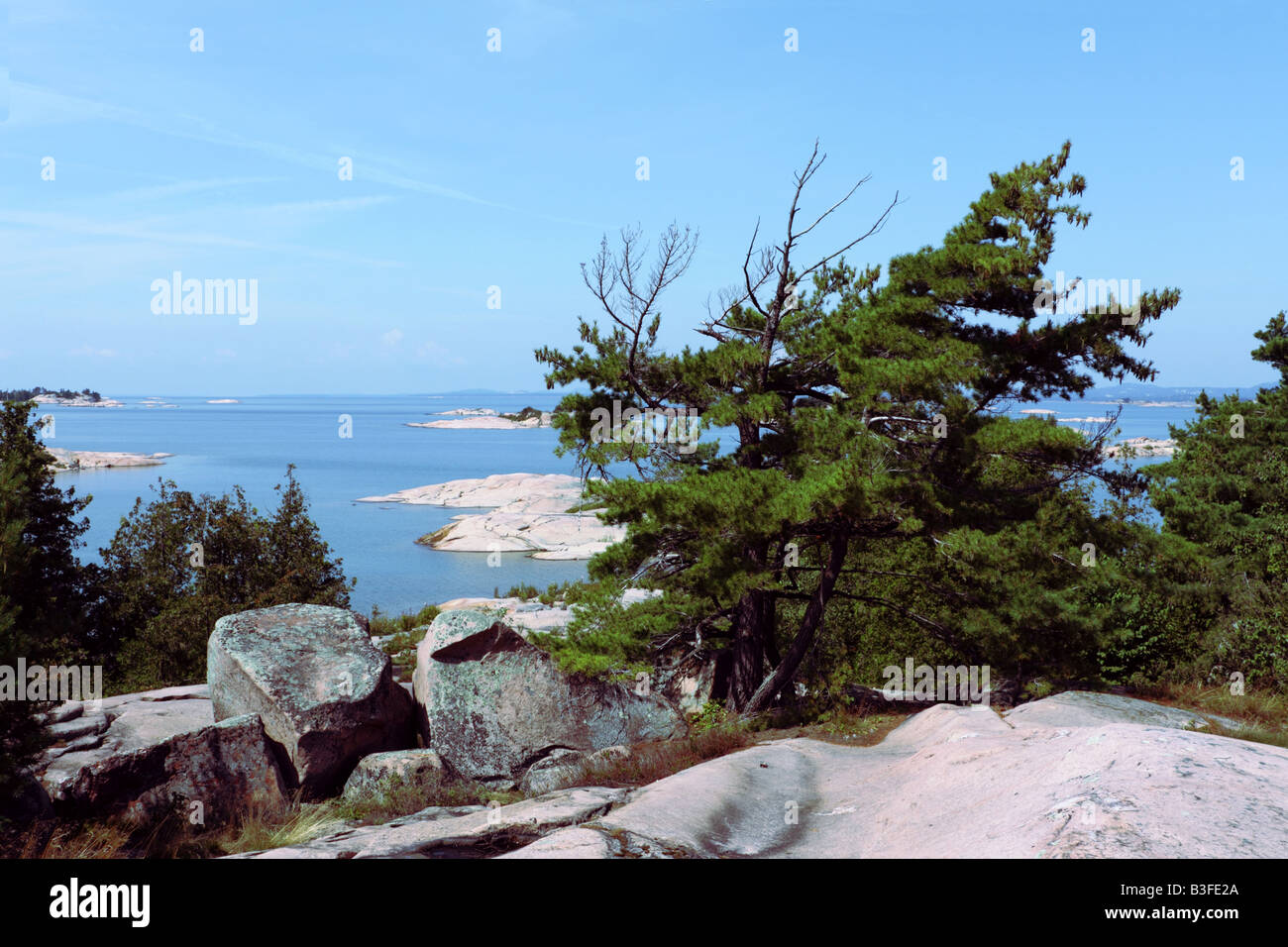 Wind fegte Kiefern auf Grundgestein Granitinsel unter dreißig tausend Inseln in Ontario Georgian Bay Stockfoto