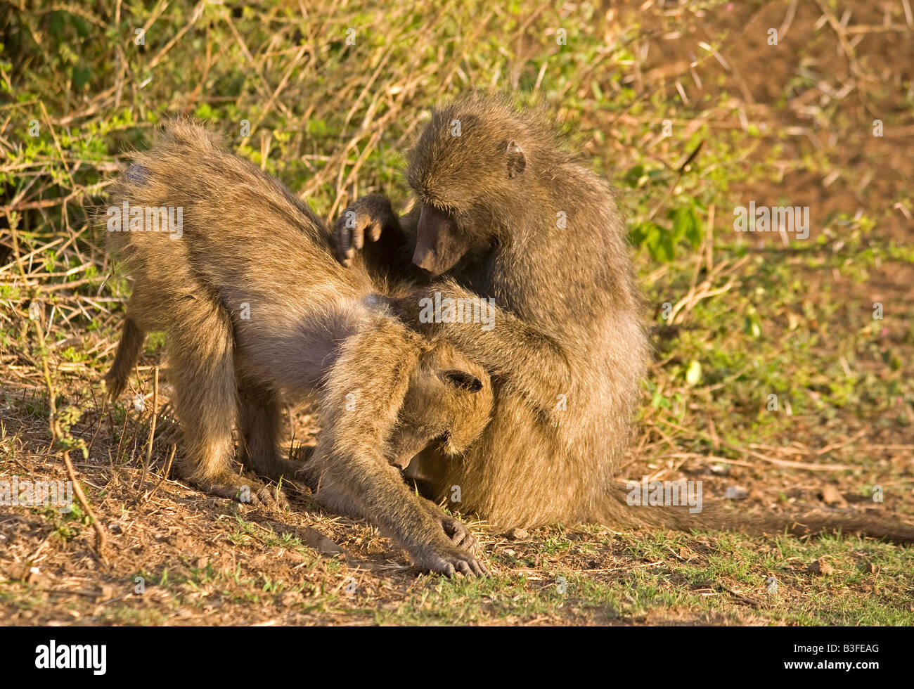 Chacma Pavian (Papio Ursinus) Pflege ein anderes, Krüger Nationalpark, Südafrika. Pflege ist häufig bei Pavianen. Stockfoto