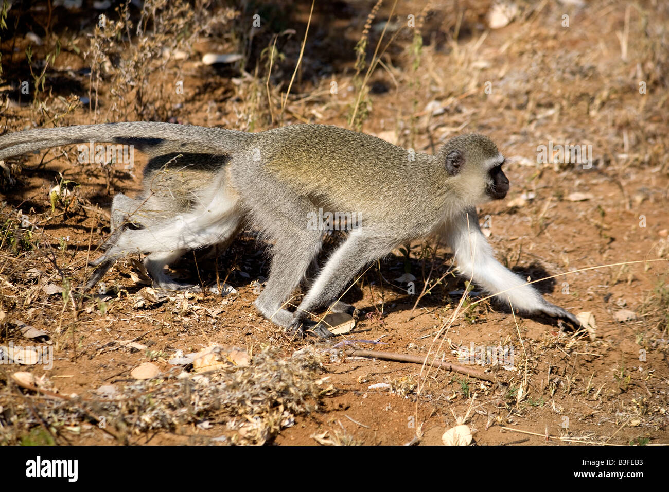 Vervet Affen (grüne Aethiops) laufen auf Boden.  Krügerpark in Südafrika. Stockfoto