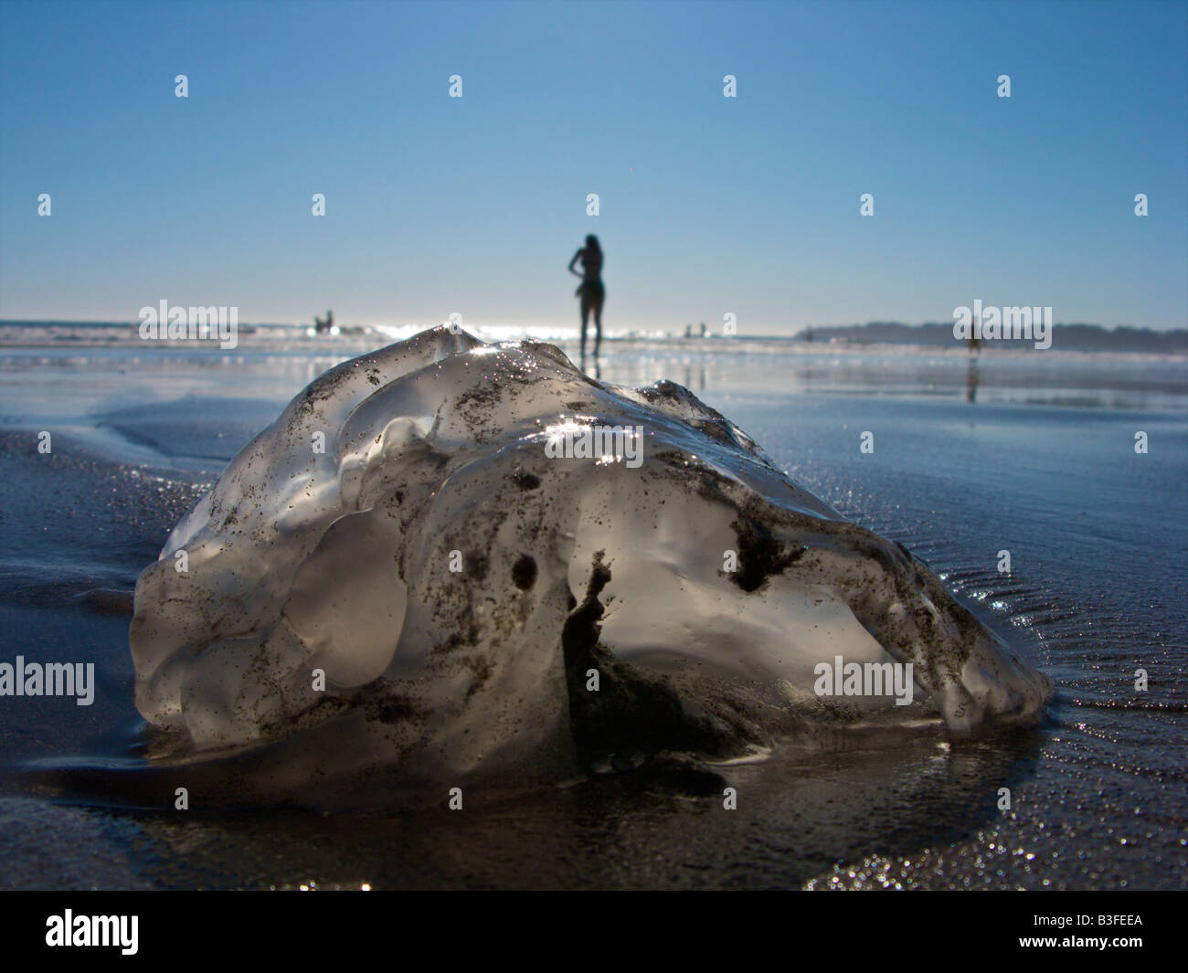 Eine Qualle liegt im Sand am Stinson Beach nördlich von San Francisco, Kalifornien auf Montag, 1. September 2008. Stockfoto