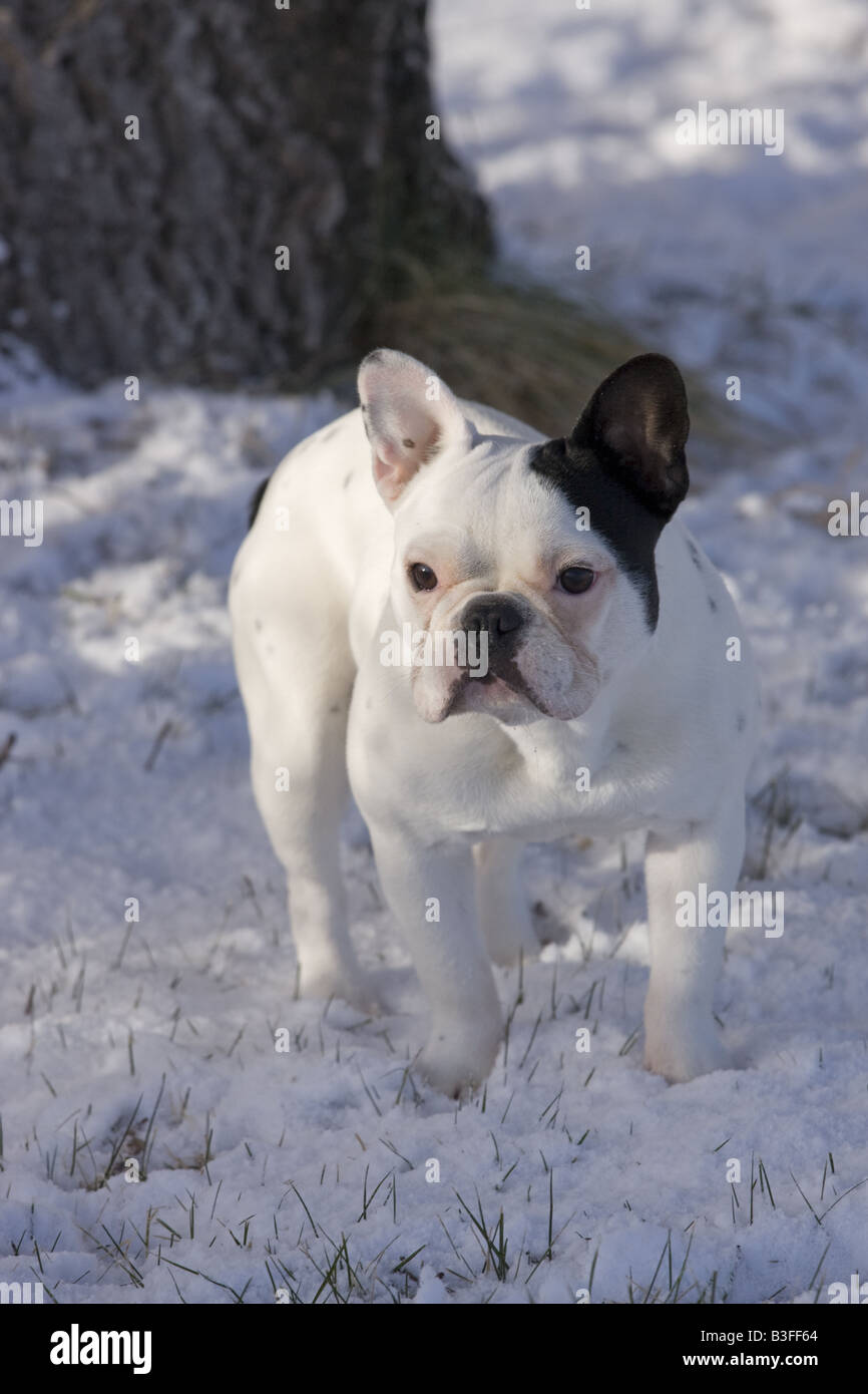 Weiße französische bulldogge Fotos und Bildmaterial in hoher Auflösung Alamy