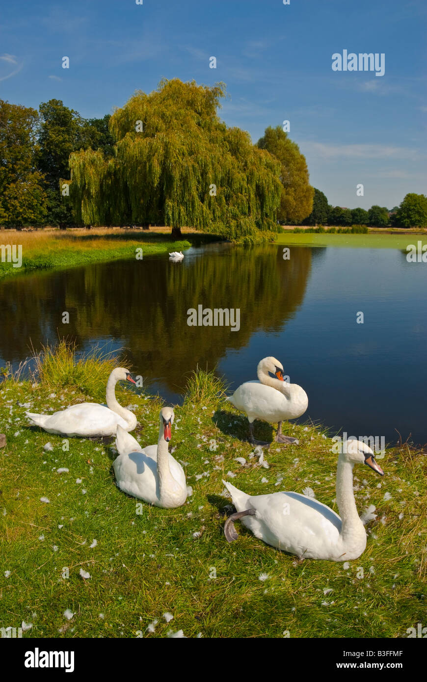 Ruhenden Schwänen Hampton Court Park Stockfoto