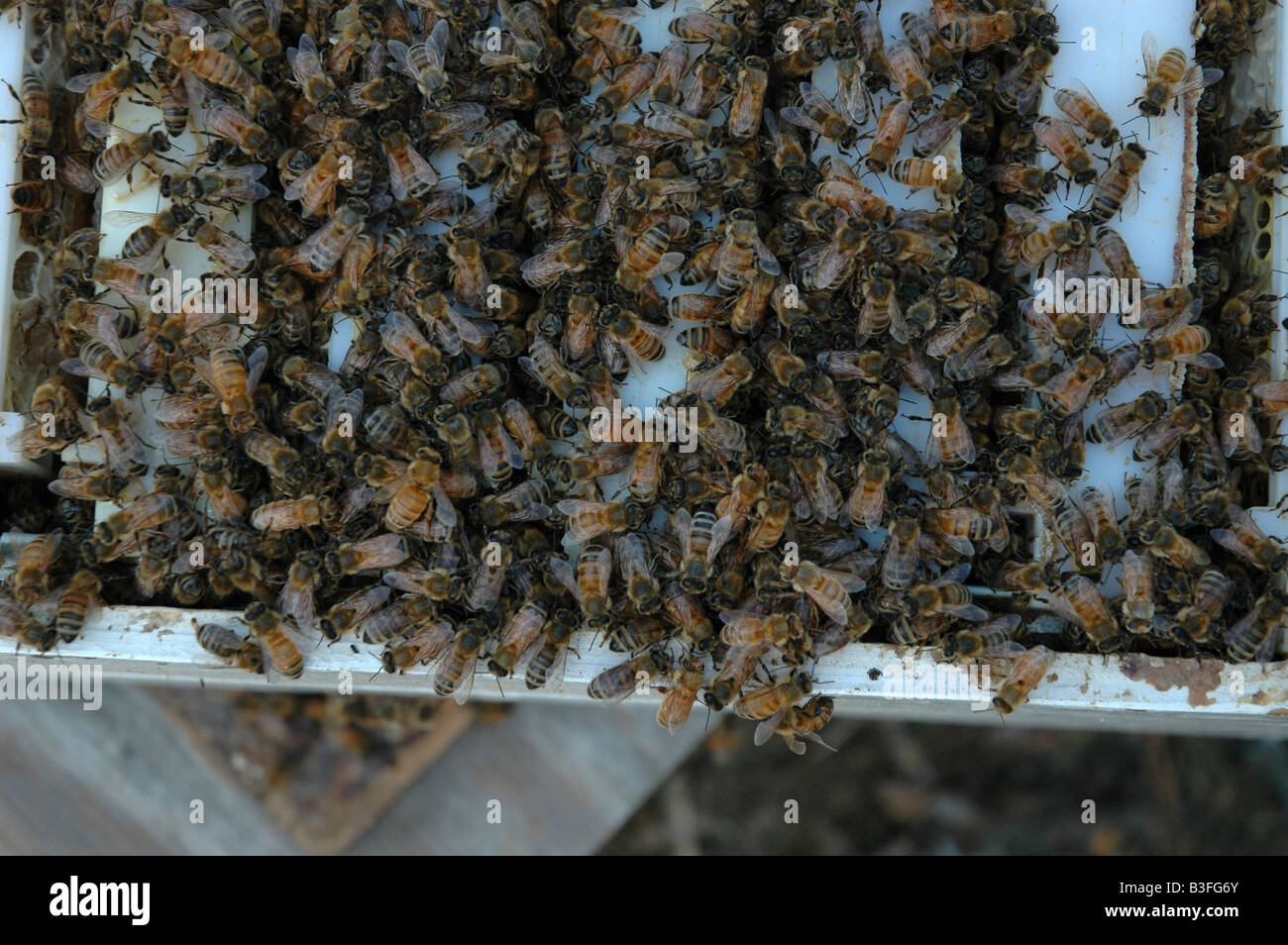 Bienen im Bienenstock Stockfoto