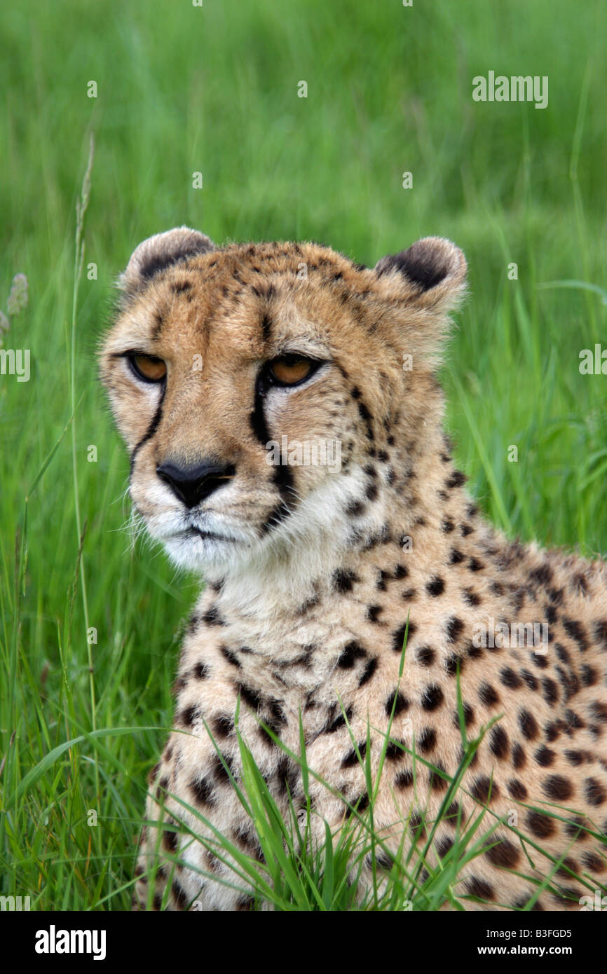 Gepard, Acinonyx jubatus Stockfoto