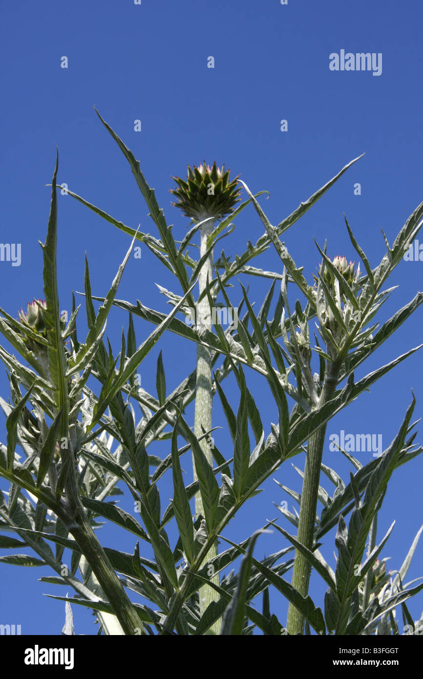 Cynara Scolymus Artischocke Pflanze Stockfoto