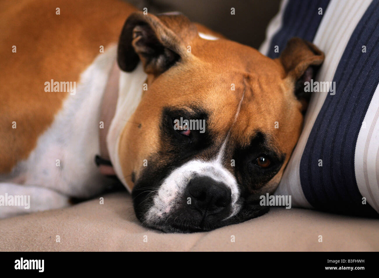 Ein Mischling Boxer American Bulldog Nickerchen. Stockfoto