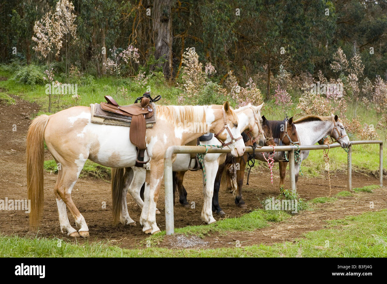 Pferde ruhen auf Hitching Post Stockfoto