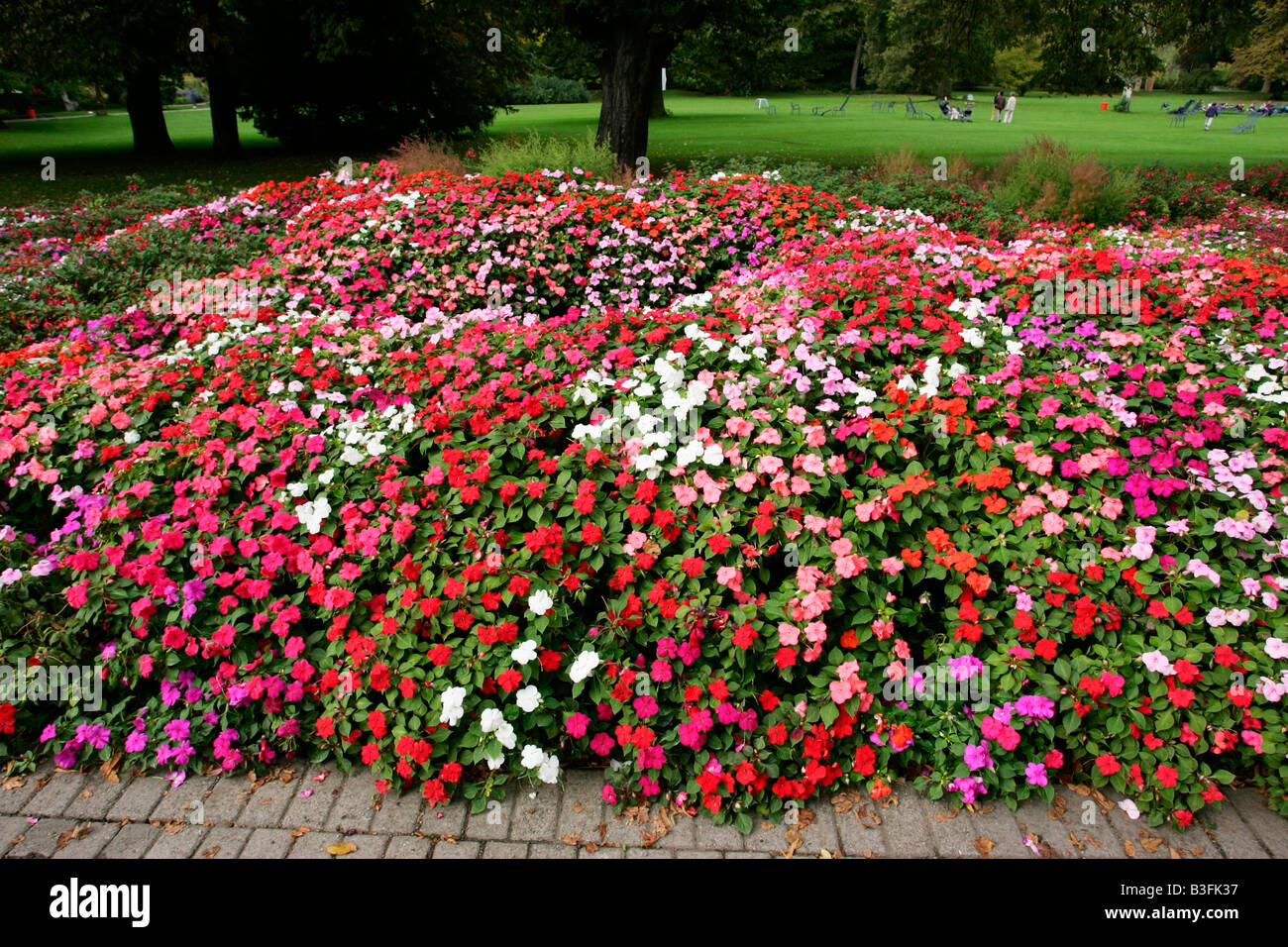 Fleissiges Lieschen Impatiens Walleriana busy lizzie Stockfoto