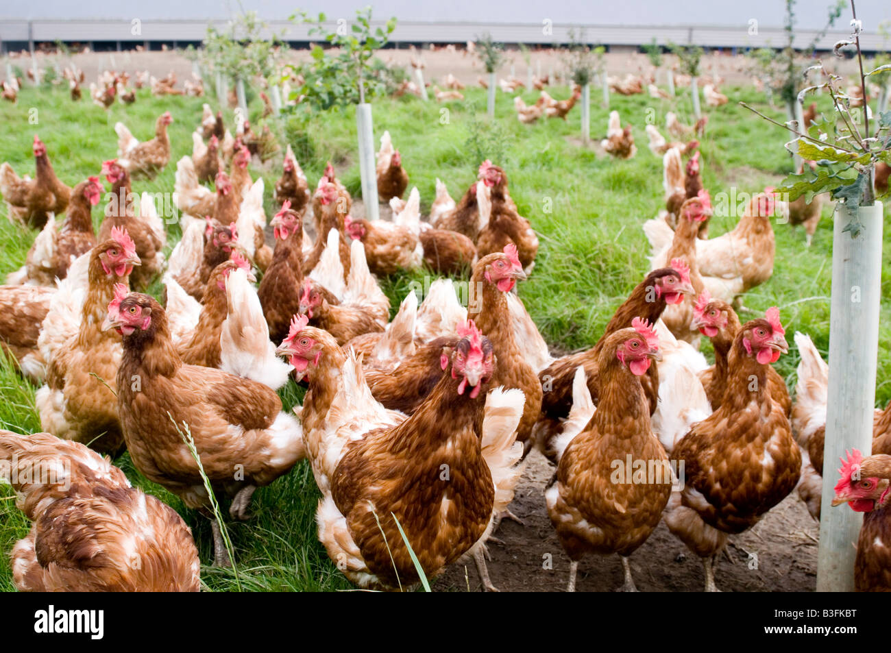 Freerange Huhn Hühner Hühner Geflügel Freilandhaltung Hühnereier Landwirtschaft Bauer Bauernhof Vogel Vögel Essen Produktion Schuppen Peck picken scr Stockfoto