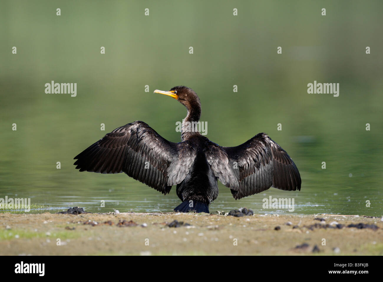 Doppelte crested Kormoran Phalacrocorax Auritus New York USA Stockfoto