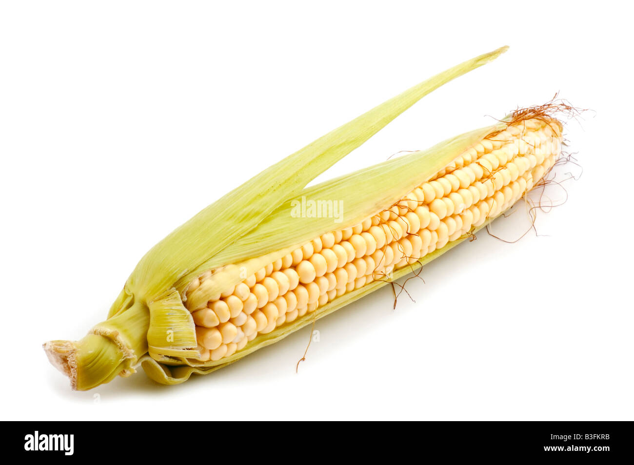 Objekt auf weißen Essen Mais in cob Stockfoto