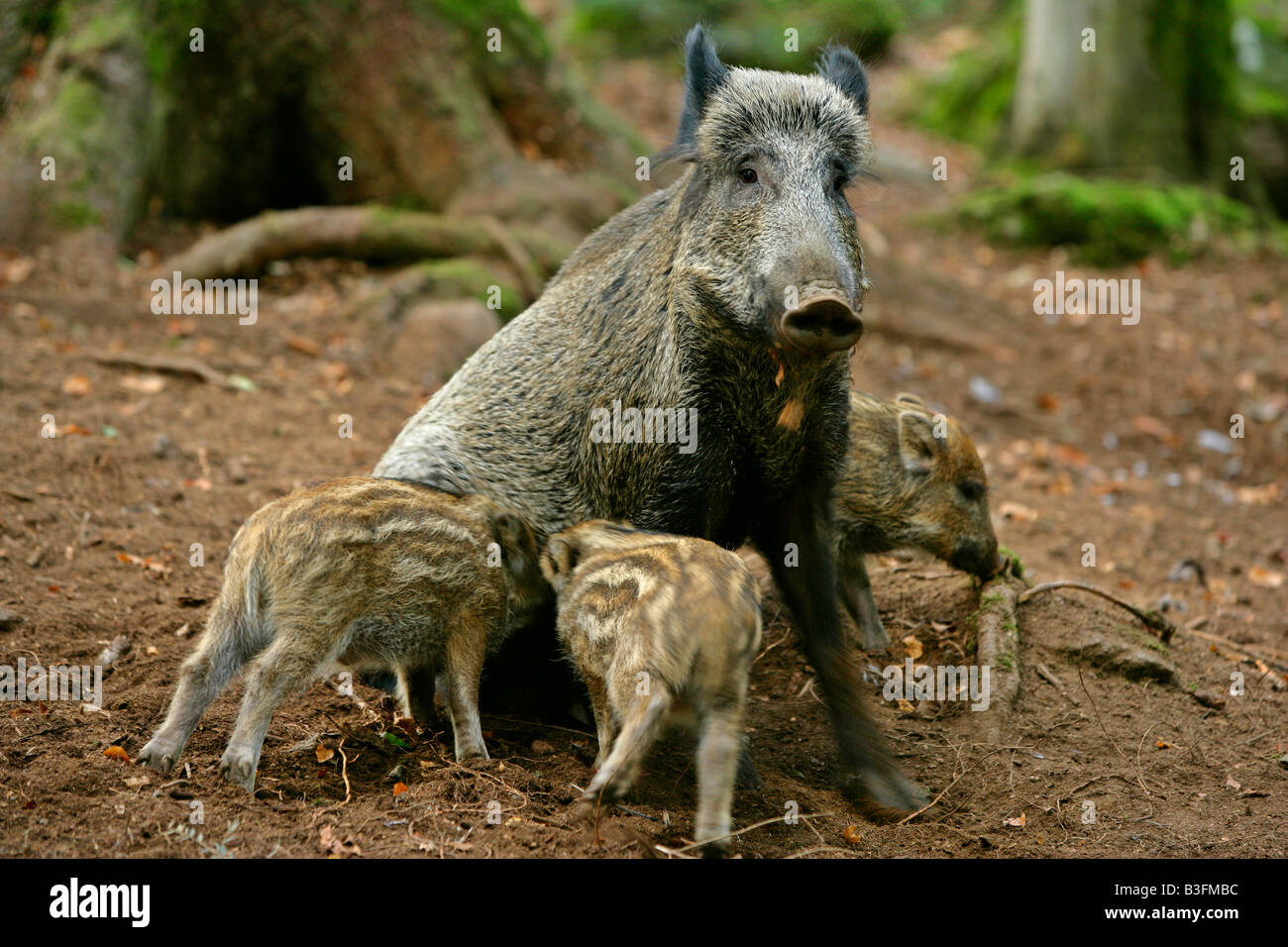 Wildschweine Sus Scrofa Mutter Pflege mehrere Ferkel-Bayerischer Wald-Deutschland Stockfoto