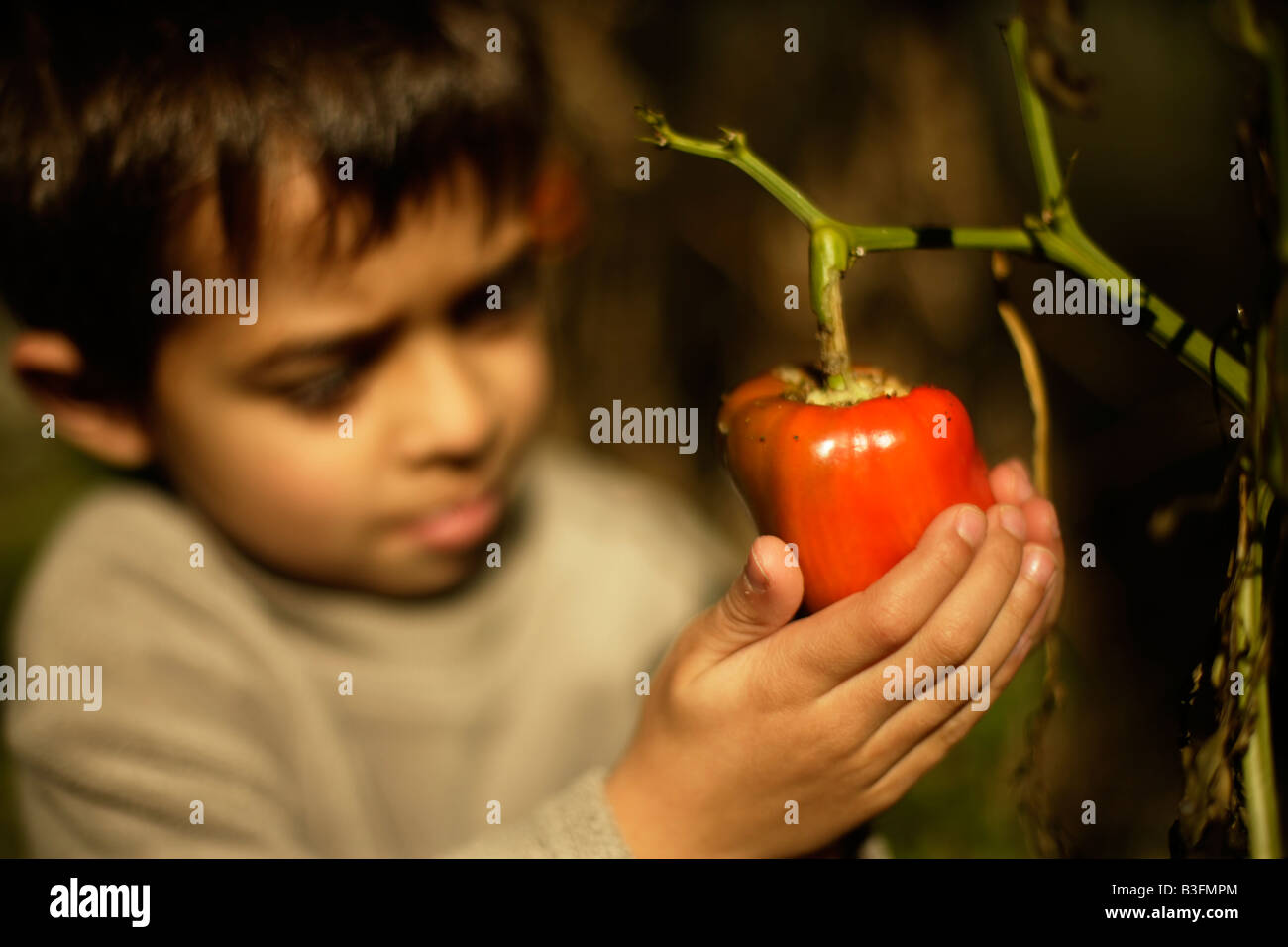 Sechs Jahre alter Junge hält biologisch angebaute rote Paprika in einem vernachlässigten Gemüse patch Blätter abgestreift von Raupen Stockfoto