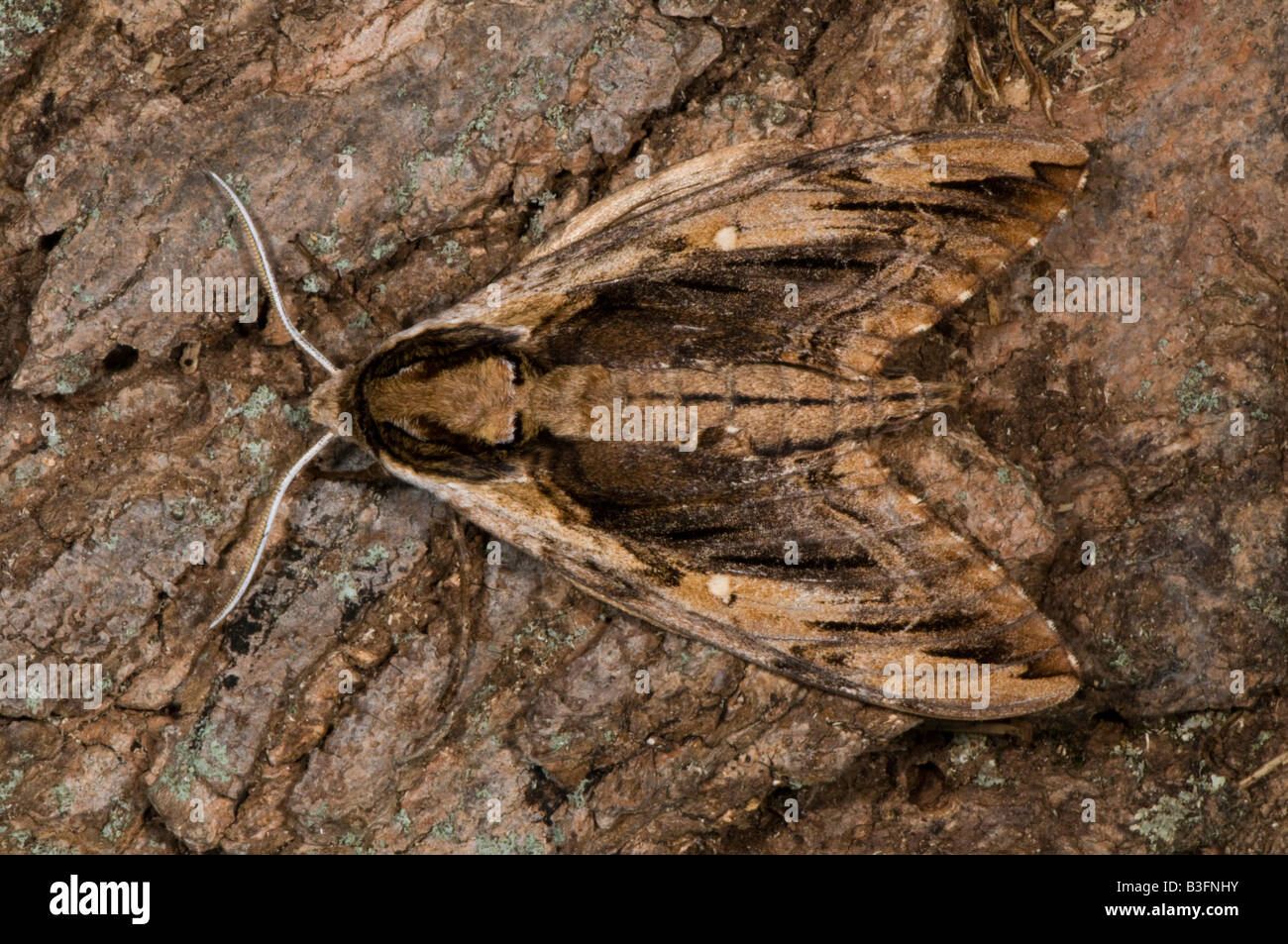 Elm Sphinx Motte Ceratomia amyntor Stockfoto