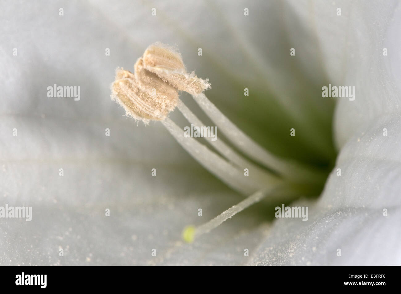 Antheren einer Datura Jimsonweed Blume mit Pollen bedeckt Stockfoto