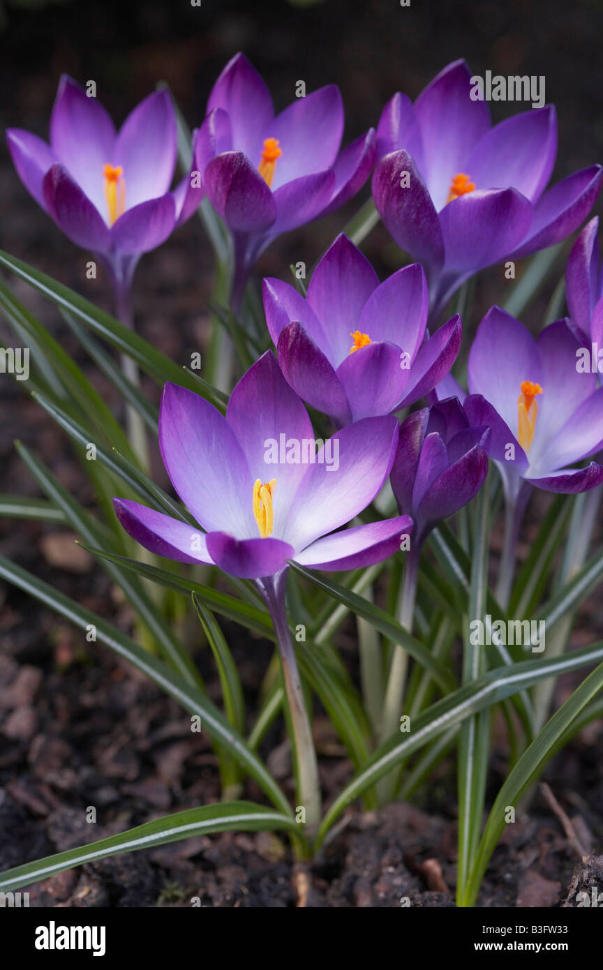 Crocus Tommasinianus Ruby Giant Stockfoto