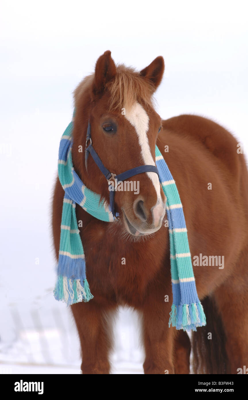 Pferd mit Schal im winter Stockfotografie - Alamy