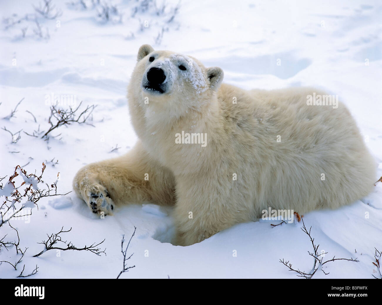 Eisbaer Eisbär Stockfoto